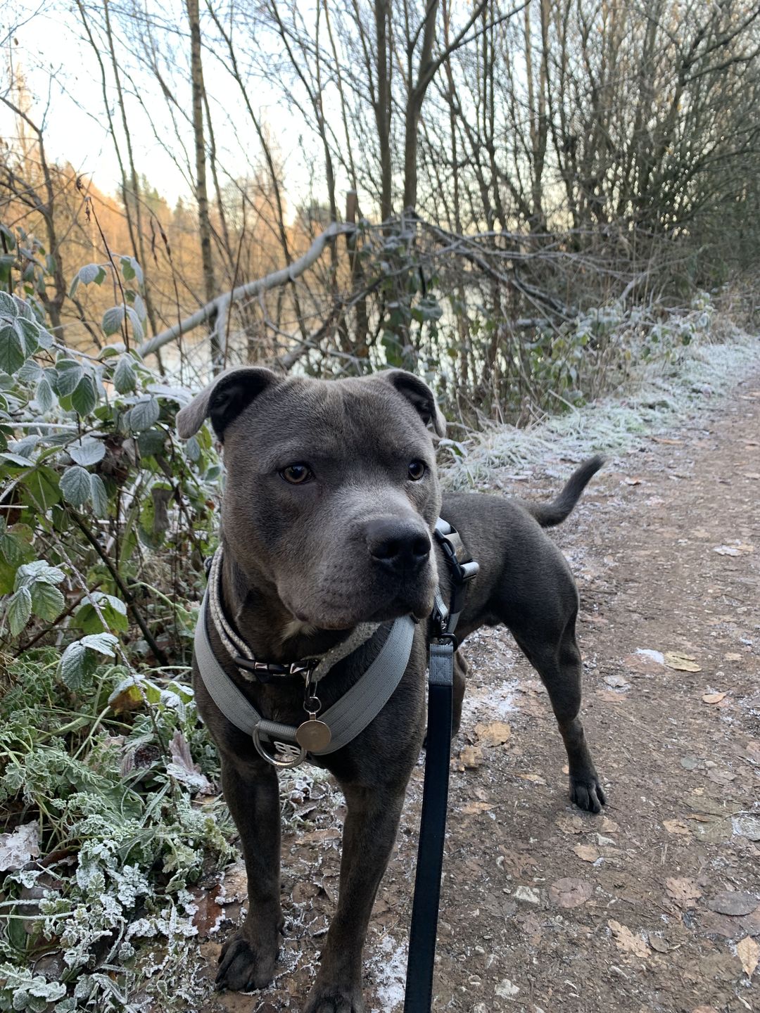 Customer photo review of TRI-Harness® | Anti-Pull, Adjustable & Durable - Dog Trainers Choice - Metal Grey v2.0