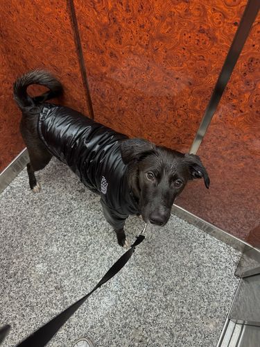 Customer photo review of Cozy Puffer Jacket