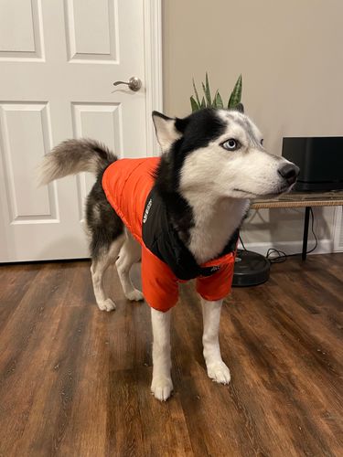 Customer photo review of Cozy Puffer Jacket