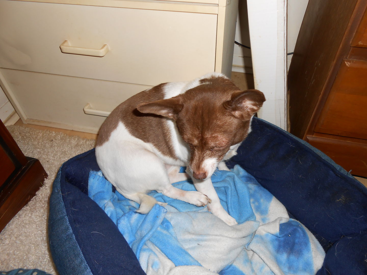 Customer photo review of Breathe Easy Respiratory Support for Dogs - Soothes Kennel Cough, Runny Nose and Dog Flu (450 Pills)