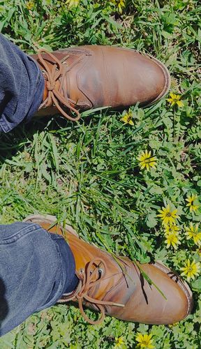 Customer photo review of Shoelace - Chocolate Brown