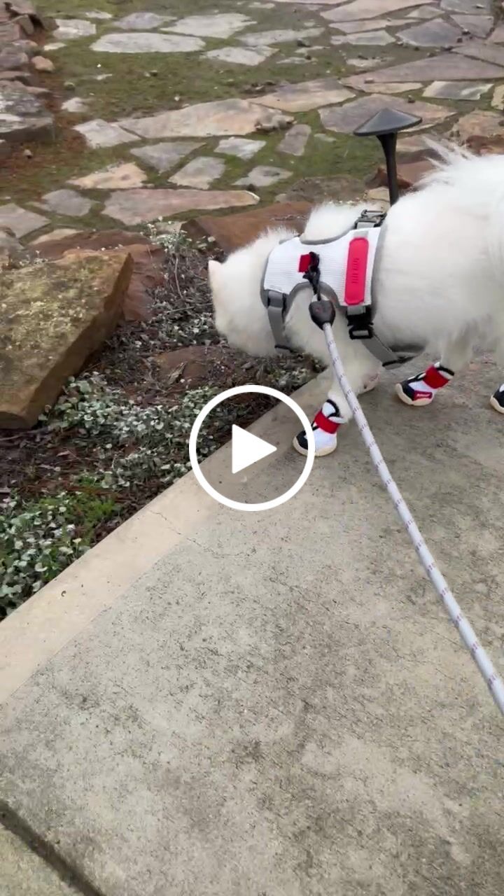 Customer video review of Commuter Sneaker, Harness and Leash Set