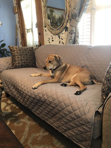 Customer photo review of Reversible Quilted Sofa Protector