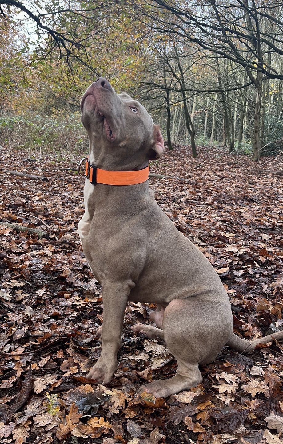 Customer photo review of 4cm Combat® Collar | With Handle & Rated Clip - Orange v2.0