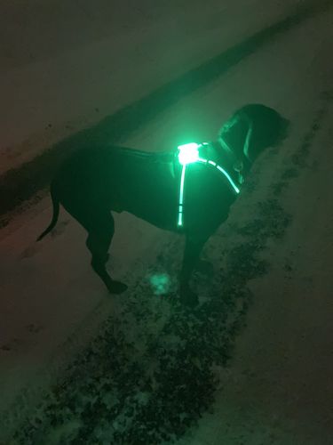 Customer photo review of LED Hunde Geschirr mit Farbverlauf USB