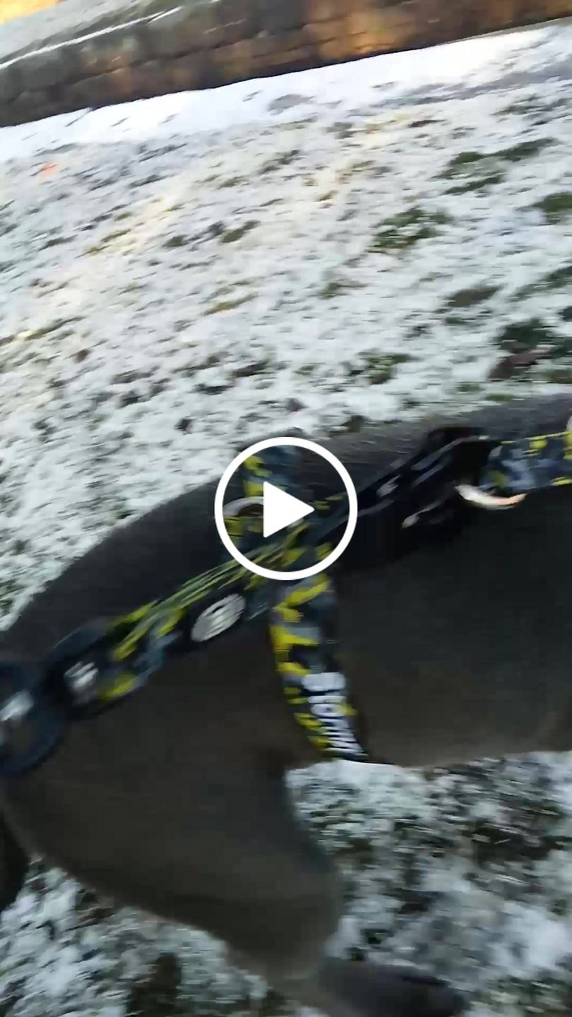 Customer video review of 1.4m Swivel Combat Lead | Neoprene Lined, Secure Rated Clip with Soft Handle - CAMO Lightning