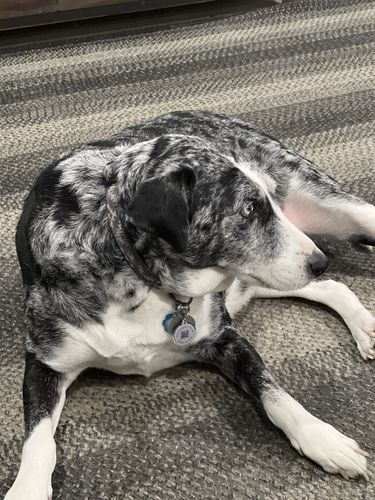 Customer photo review of Black