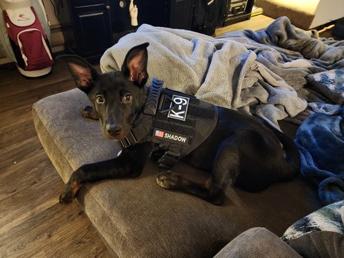 Customer photo review of 10-In-1 Tactical K9 Harness System - Full Set Dog Harness Bundle (Includes: Tactical No-Pull Dog Harness + Bungee Leash + Collar + MOLLE Pouches + First Aid Kit + 12 Hook & Loop Patches + Dog Goggles + Safety Belt + Travel Water Bowl + Dog Waste Bags)