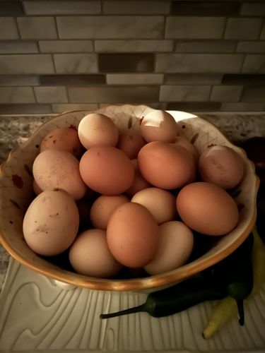 Customer photo review of GrubTerra Dried Larvae