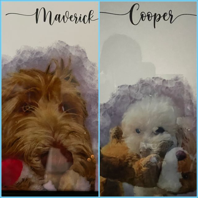 Customer photo review of Custom Pet Portrait