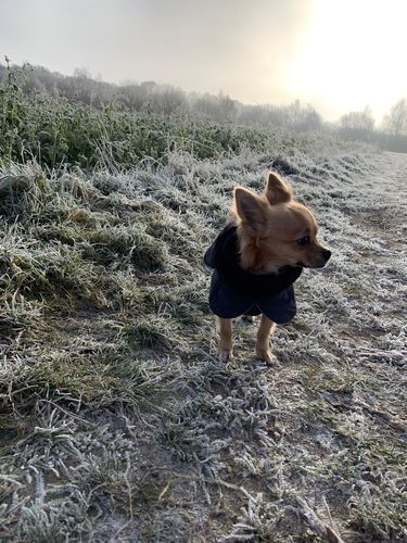 Customer photo review of Visibility Winter Jacket Dark for Dogs