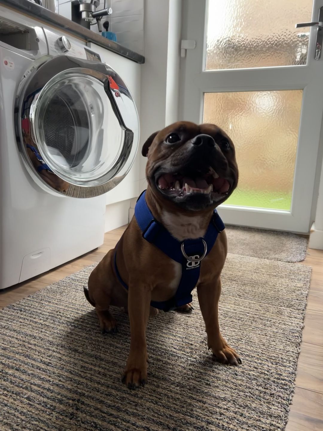 Customer photo review of TRI-Harness® | Anti-Pull, Adjustable & Durable - Dog Trainers Choice -  Blue v2.0