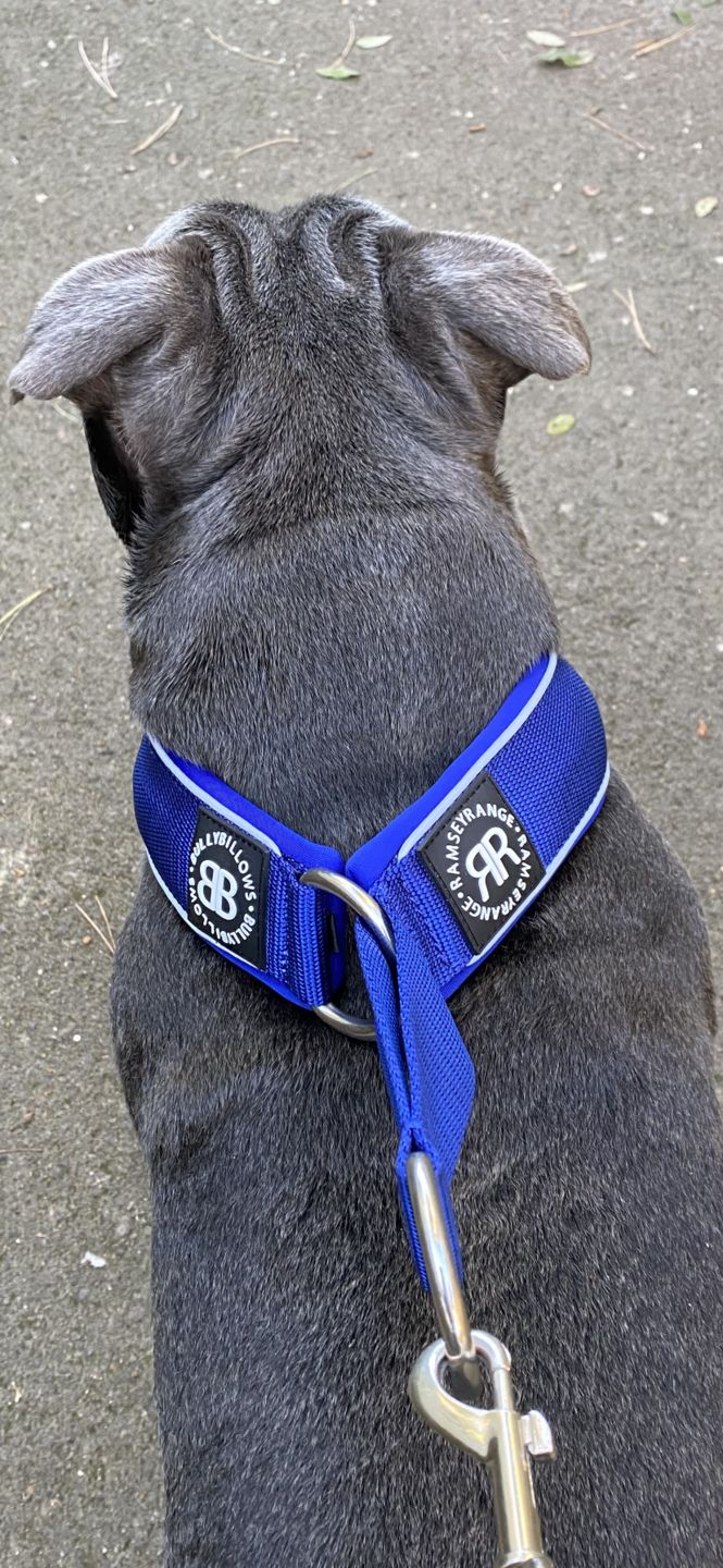 Customer photo review of 5cm RR Collar | Soft Padded & Reflective | Series 2 - Blue
