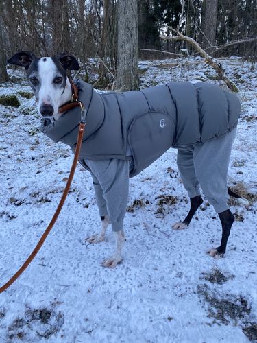 Customer photo review of Recovery Overall for Dogs