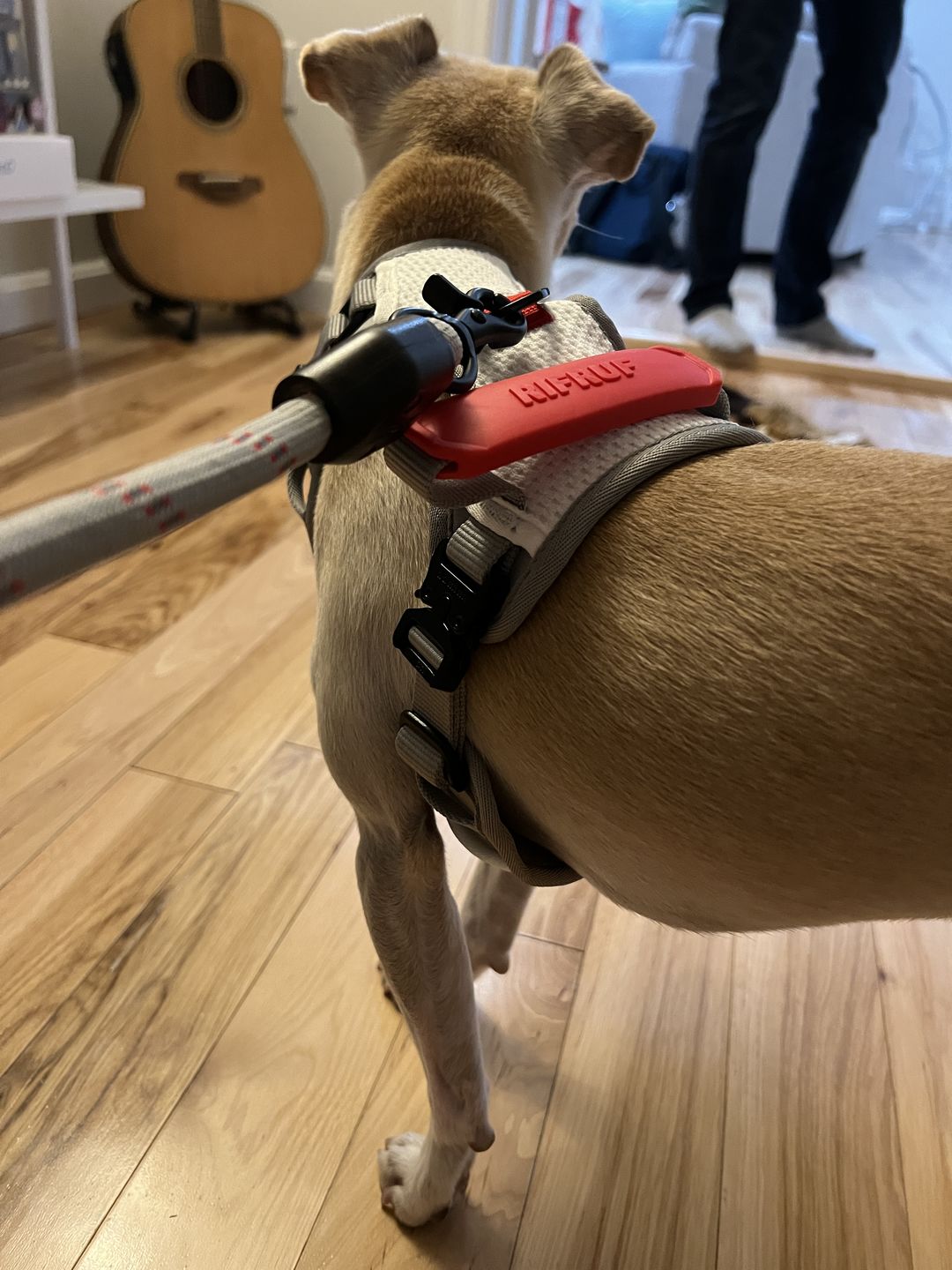 Customer photo review of Commuter Harness and Leash Set