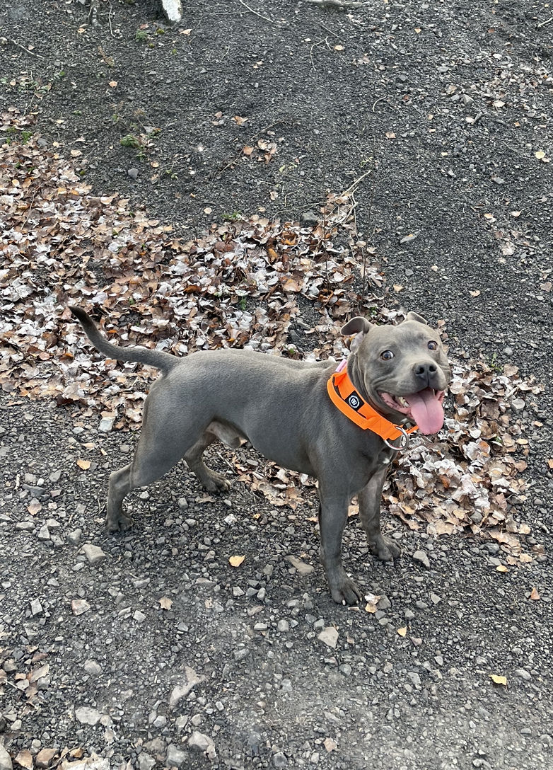 Customer photo review of 4cm Combat® Collar | With Handle & Rated Clip - Orange v2.0