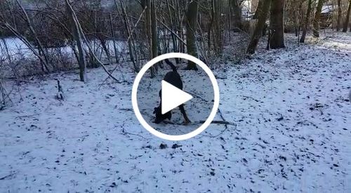 Kundenbewertung mit Video zu BELISY > Gelenk Komplex < Gelenktabletten für Hunde & Katzen - 100 Tabletten