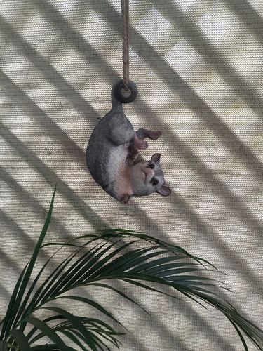 Customer photo review of Hanging Ringtail Possum - 53cm