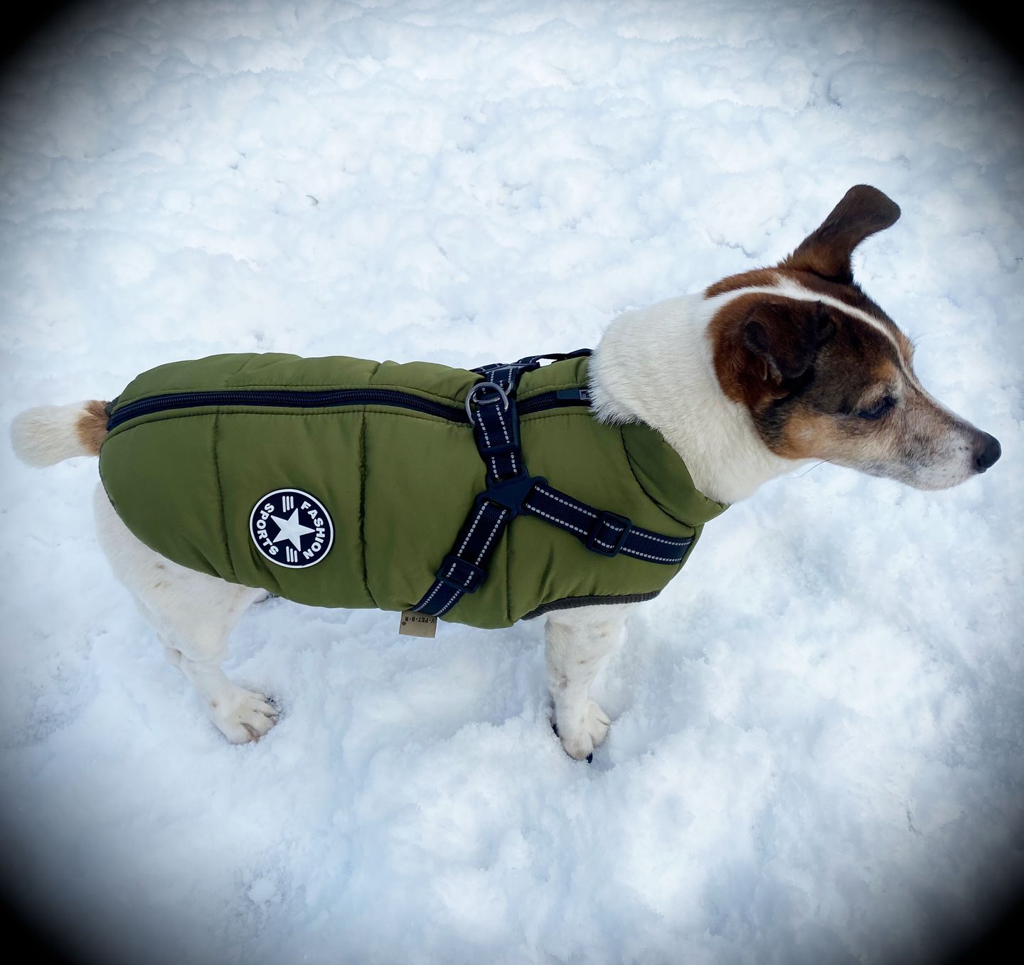 Customer photo review of DoggyKings™ 3 in 1 Jacket