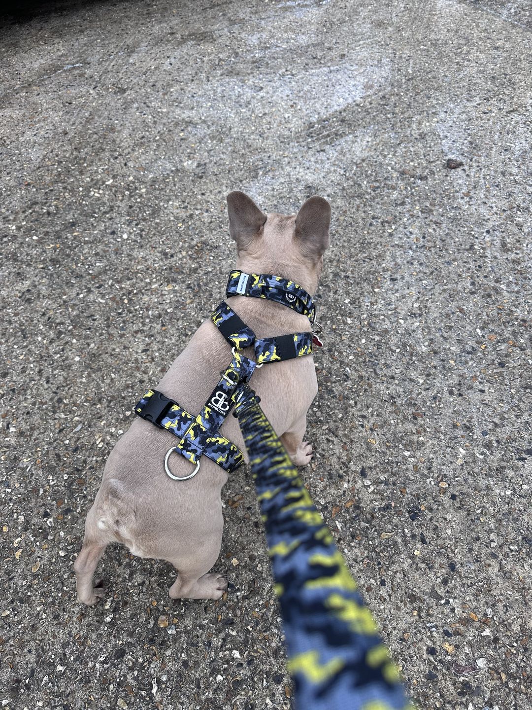 Customer photo review of 1.4m Swivel Combat Lead | Neoprene Lined, Secure Rated Clip with Soft Handle - CAMO Lightning
