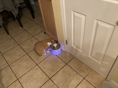 Customer photo review of Cat Flower Fountain