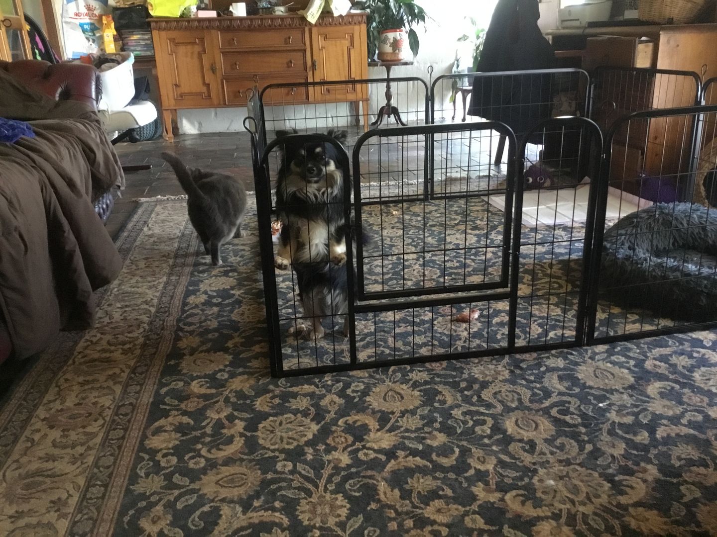 Customer photo review of PaWz 8 Panel Pet Dog Playpen