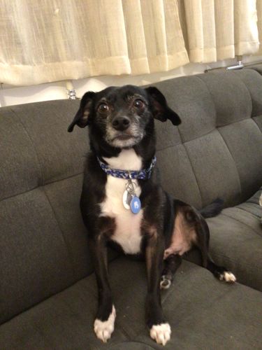 Customer photo review of Blue