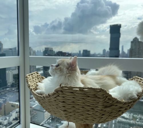 Customer photo review of Michu Selected Real Wood Cat Tree, Medium
