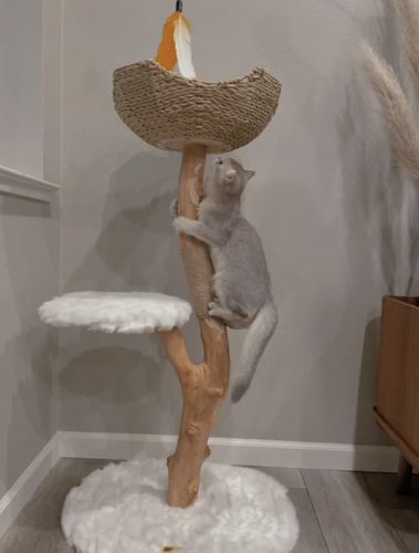 Customer photo review of Michu Selected Real Wood Cat Tree, Medium