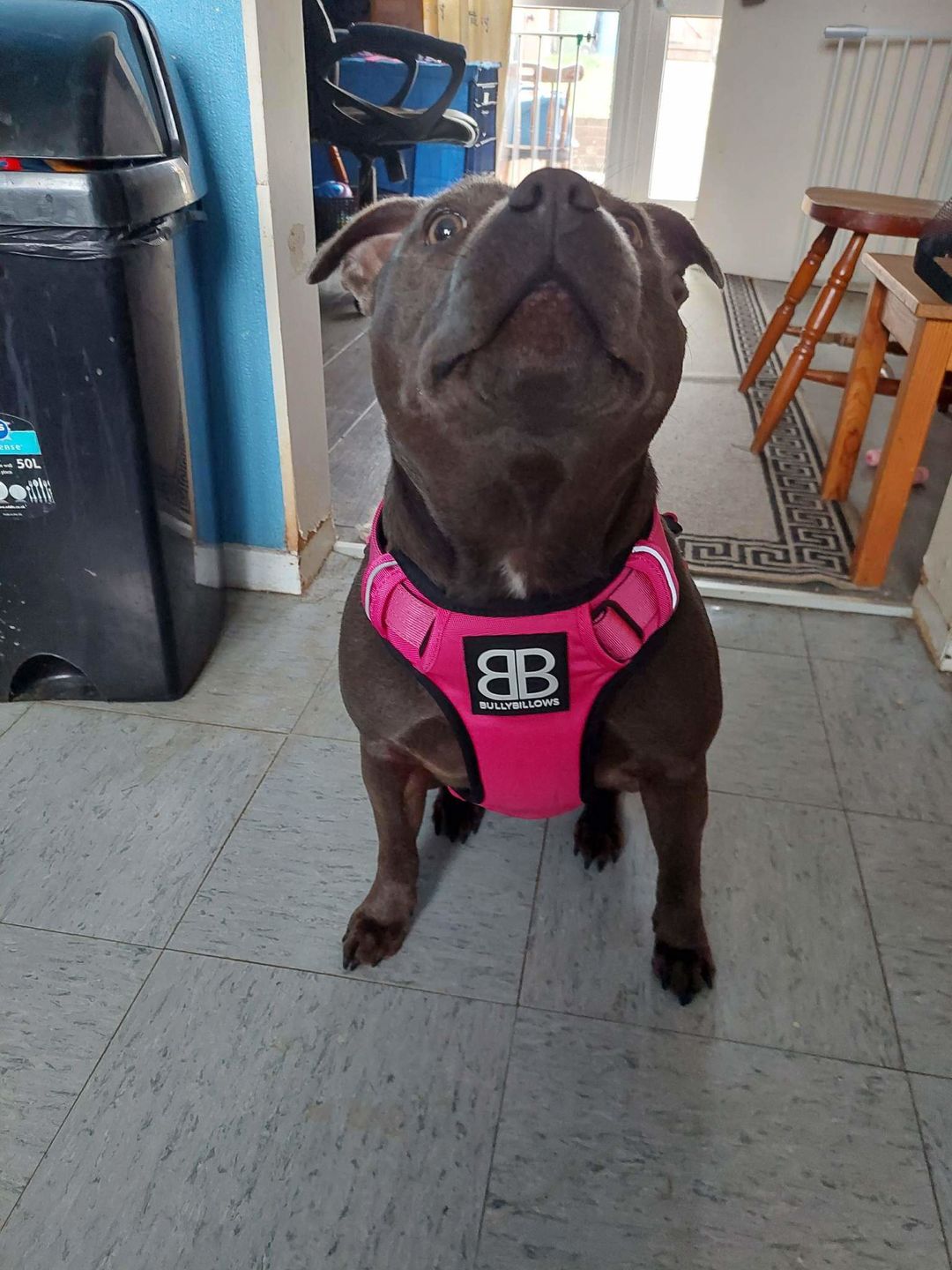Customer photo review of Premium Comfort Harness | Non Restrictive & Adjustable - Magenta