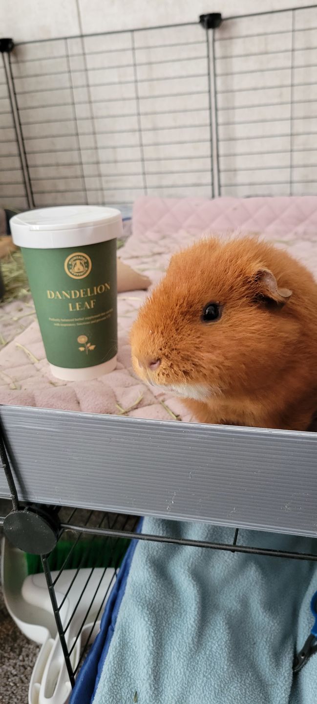 Customer photo review of GuineaDad Dandelion Leaf - Organic Guinea Pig Herbal Treats