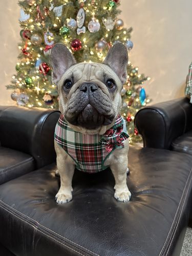 Customer photo review of Christmas Plaid Dog collar Flower/ girl dog Collar Flower/ Christmas tartan dog bow