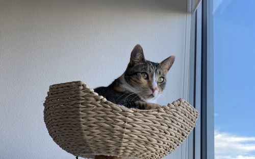 Customer photo review of Michu Selected Real Wood Cat Tree, Medium