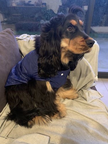 Customer photo review of Vincennes - Doudoune sans manches pour chien