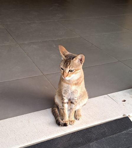 Customer photo review of Stronghold Plus For Cats 5.5 lbs to 11 lbs (2.5-5kg) 3 Pack