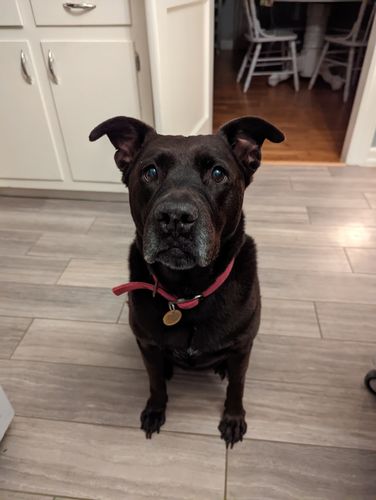 Customer photo review of Floral - Chippit ID