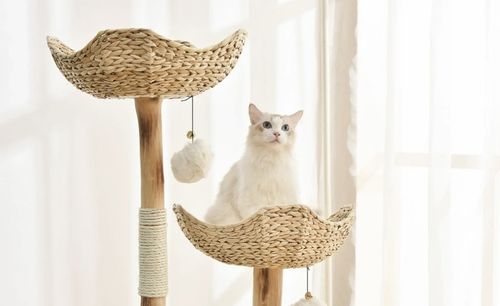 Customer photo review of Michu Selected Real Wood Cat Tree, Large