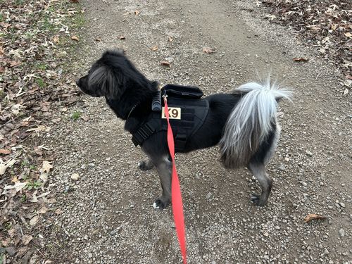 Customer photo review of 10-In-1 Tactical K9 Harness System - Full Set Dog Harness Bundle (Includes: Tactical No-Pull Dog Harness + Bungee Leash + Collar + MOLLE Pouches + First Aid Kit + 12 Hook & Loop Patches + Dog Goggles + Safety Belt + Travel Water Bowl + Dog Waste Bags)