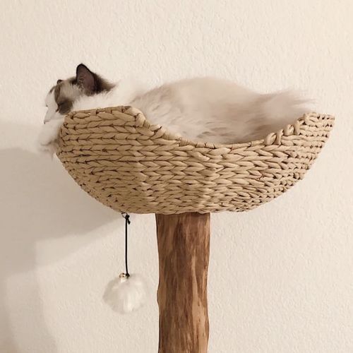 Customer photo review of Michu Selected Real Wood Cat Tree, Medium