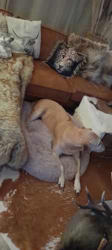 Customer photo review of Puppery Hundebett Wolke 7 - Das Original