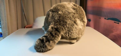 Customer photo review of Chubby Pallas's Cat Stuffed Animal Plush