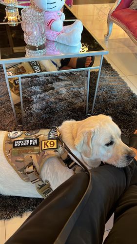 Customer photo review of 10-In-1 Tactical K9 Harness System - Full Set Dog Harness Bundle (Includes: Tactical No-Pull Dog Harness + Bungee Leash + Collar + MOLLE Pouches + First Aid Kit + 12 Hook & Loop Patches + Dog Goggles + Safety Belt + Travel Water Bowl + Dog Waste Bags)
