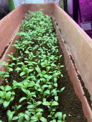 Customer photo review of Culinary Herb Seed Vault - (10 Variety)