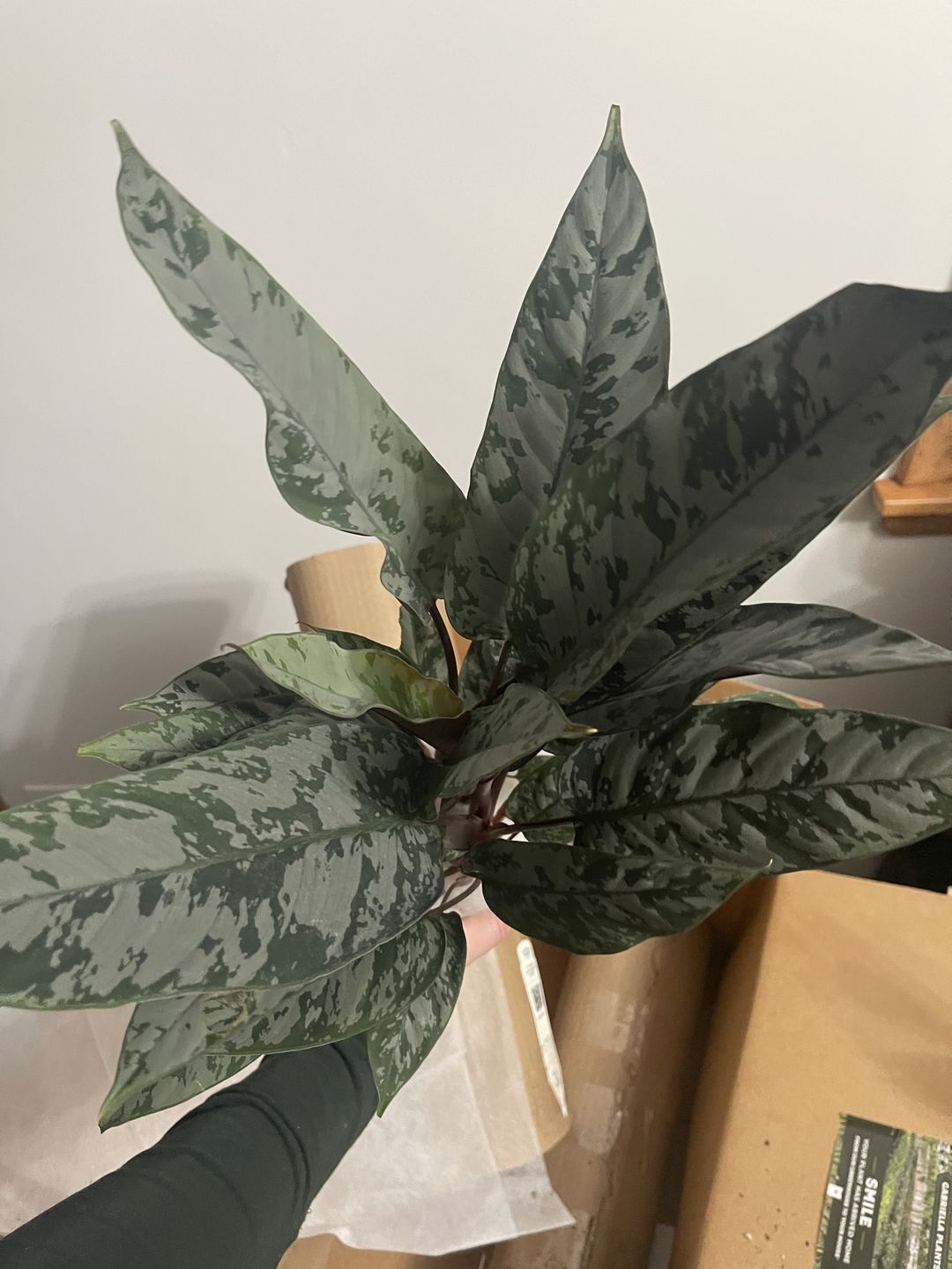 Customer photo review of 4" Apoballis acuminatissima 'Lavallaei'