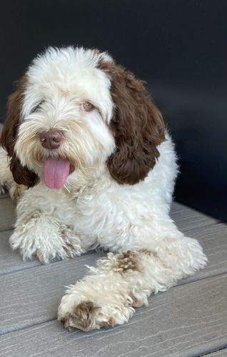 Customer photo review of Lucky Belly Allergy Fit