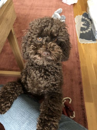 Customer photo review of Lucky Belly