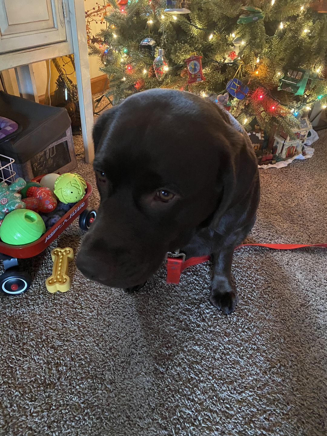 Customer photo review of Daily Support - Full Spectrum Hemp CBD Oil - For All Pets Over 20 Pounds