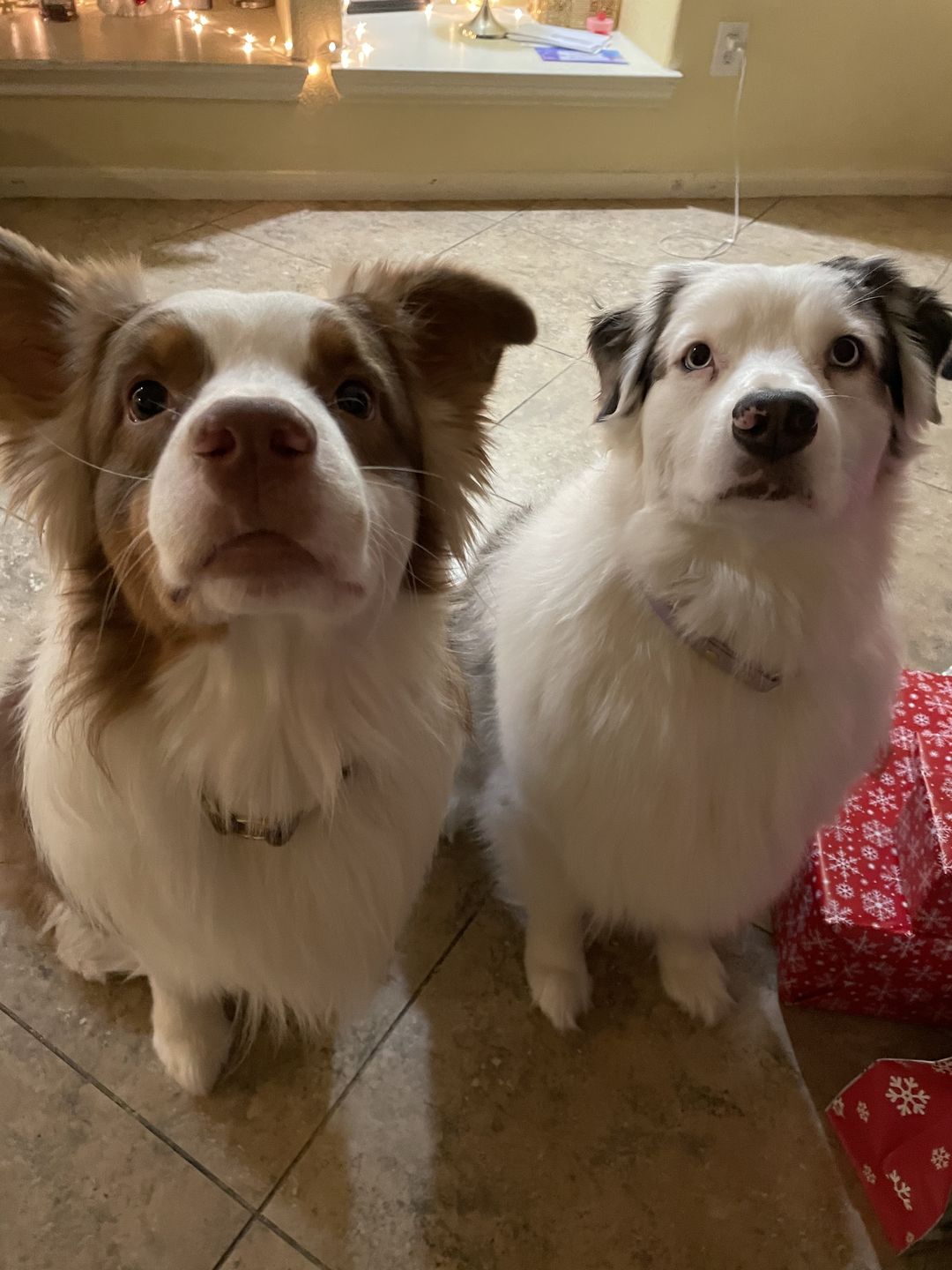 Customer photo review of House Collar