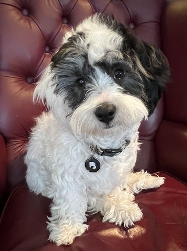 Customer photo review of Black