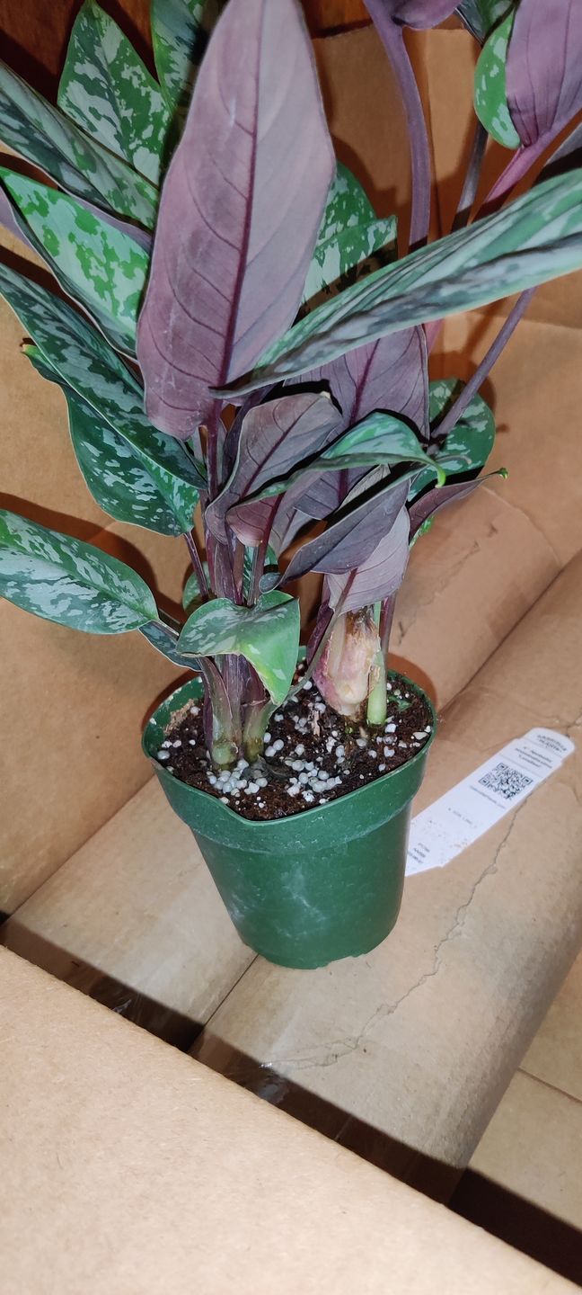 Customer photo review of 4" Apoballis acuminatissima 'Lavallaei'